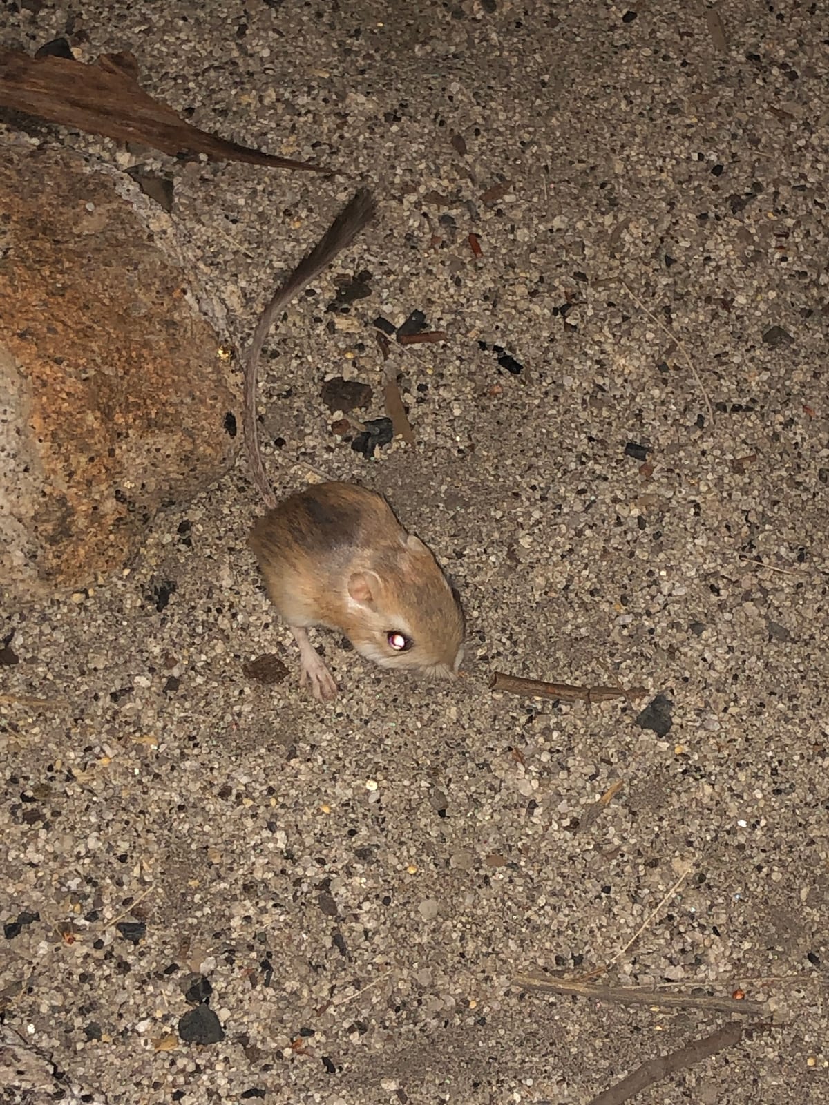 Merriam's kangaroo rat pausing on desert soil at night