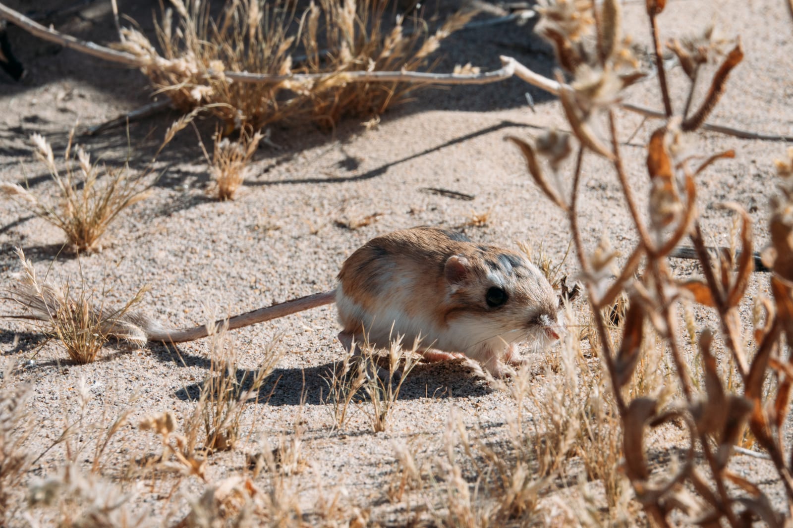 Merriam's kangaroo rat beside desert shrubs