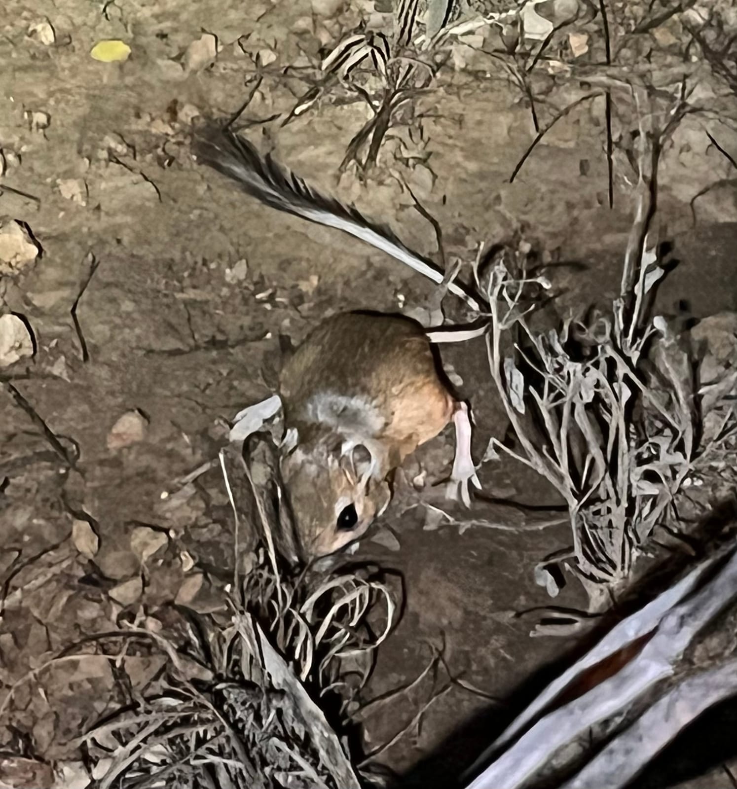 Merriam's kangaroo rat in sparse desert cover