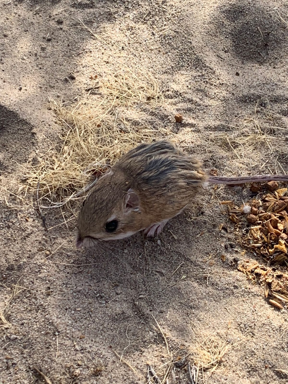 Merriam's kangaroo rat crouched on sandy desert ground