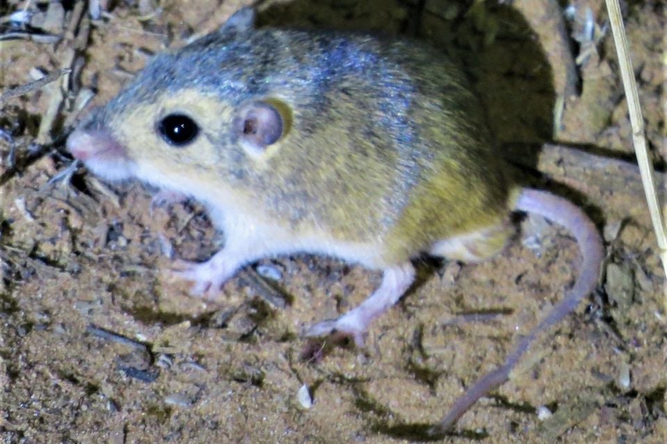Merriam's Pocket Mouse (Perognathus merriami)