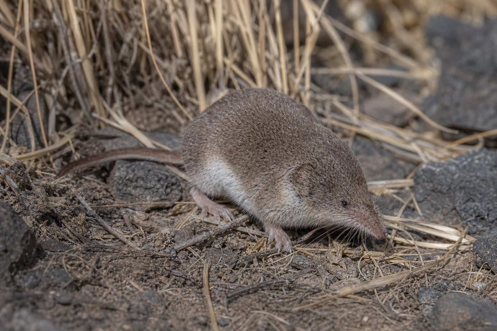 AI-generated image: Merriam's Shrew in side profile on dry soil among rocks. No public-domain photograph of this species exists. This image was generated with AI from verified reference material and reviewed by our editorial team for accuracy