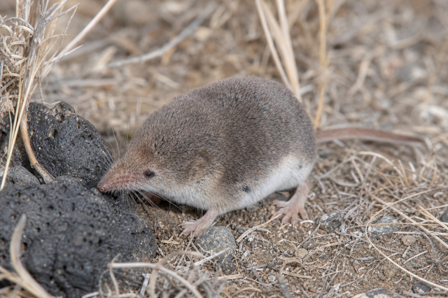 AI-generated image: Merriam's Shrew sniffing dark lava rock in dry grassland. No public-domain photograph of this species exists. This image was generated with AI from verified reference material and reviewed by our editorial team for accuracy