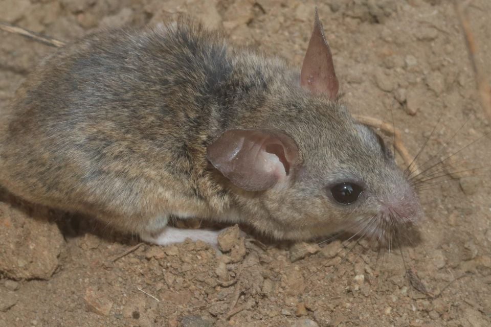 Mesquite mouse (Peromyscus merriami) crouched on the ground at night in desert scrub