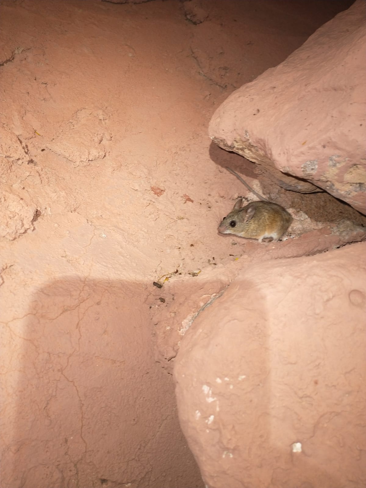 Mesquite mouse (Peromyscus merriami) peering out from a crevice in an adobe wall