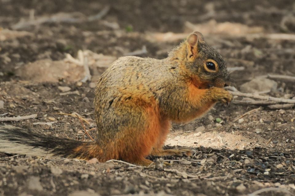 Mexican Fox Squirrel in natural habitat