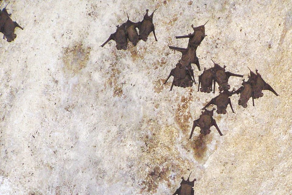 Tadarida brasiliensis - Bahamas - Long Island (sic) - Cartwright Cave - March 2006 - 2