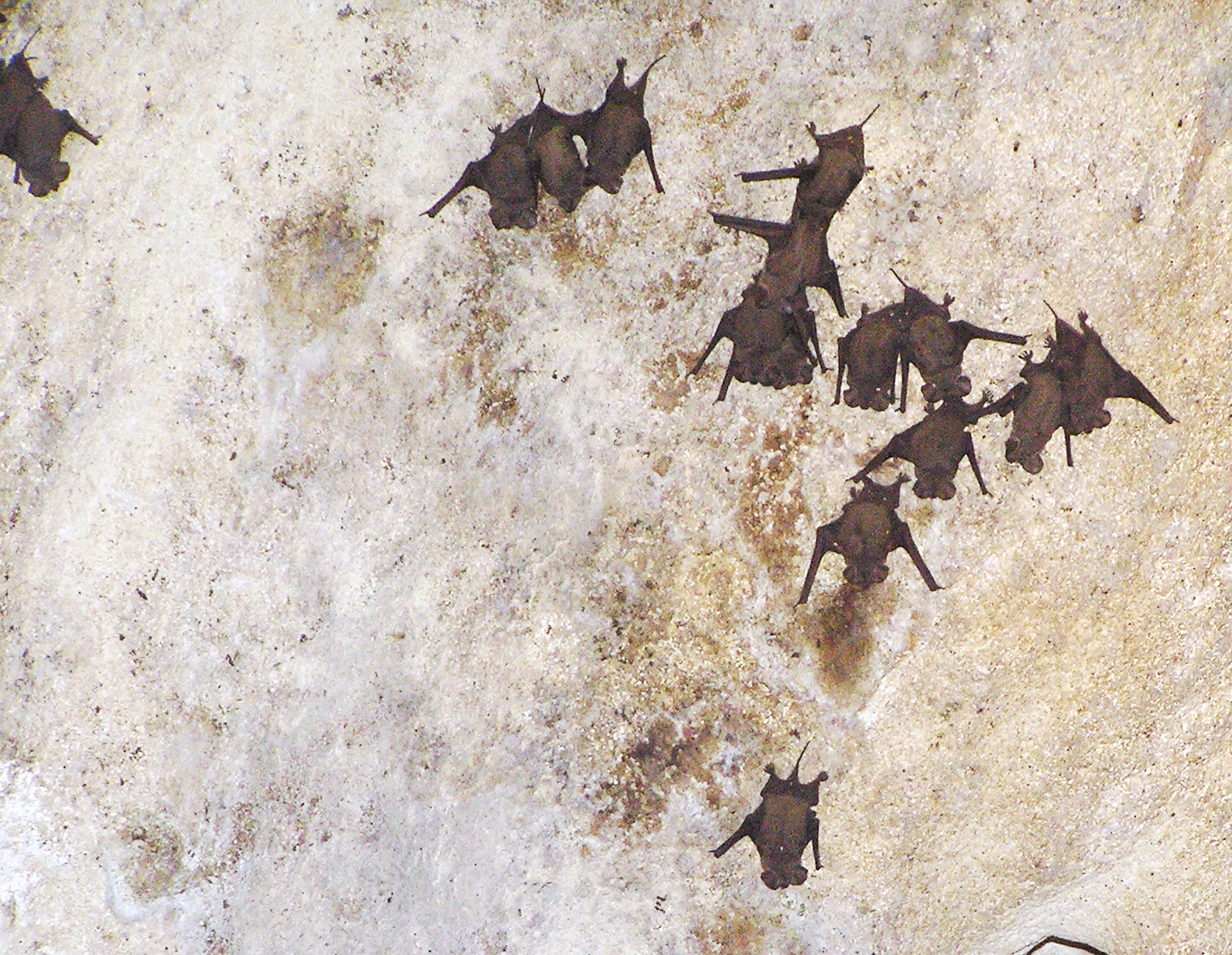 Tadarida brasiliensis - Bahamas - Long Island (sic) - Cartwright Cave - March 2006 - 2