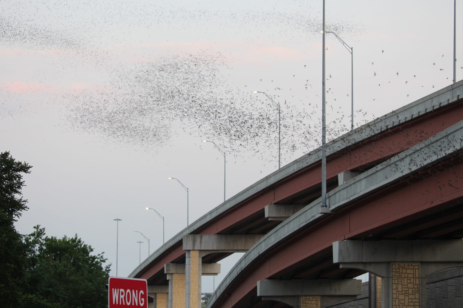 A dense column of Mexican free-tailed bats streaming from beneath a highway bridge at dusk