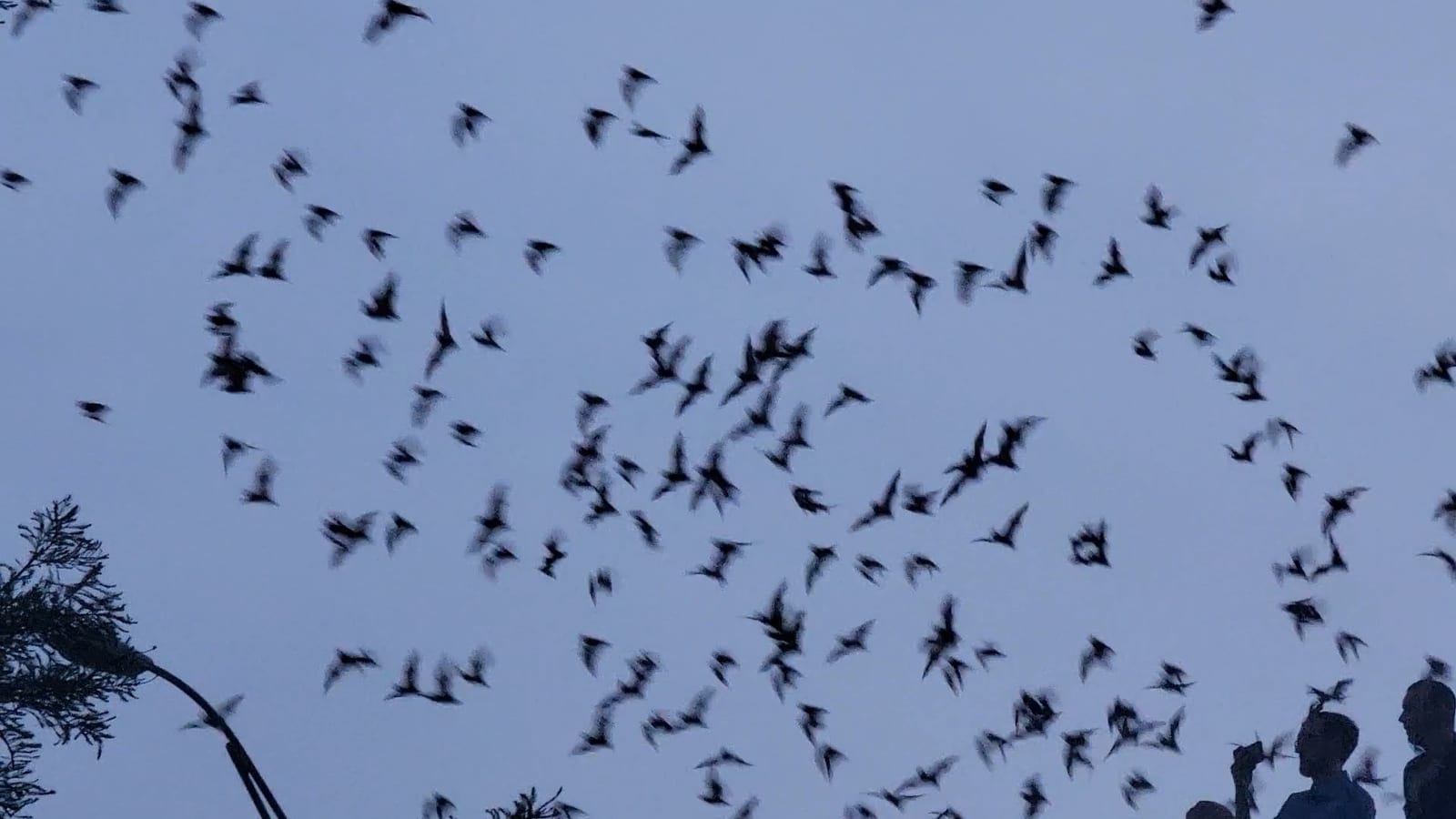 Mexican free-tailed bats pouring into the evening sky as onlookers watch below