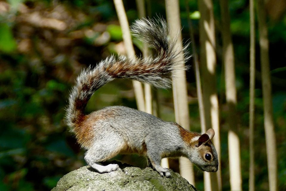 Mexican gray squirrel (Sciurus aureogaster)