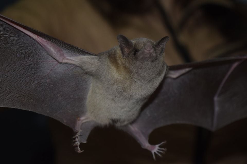 Mexican Long-nosed Bat (Leptonycteris nivalis)