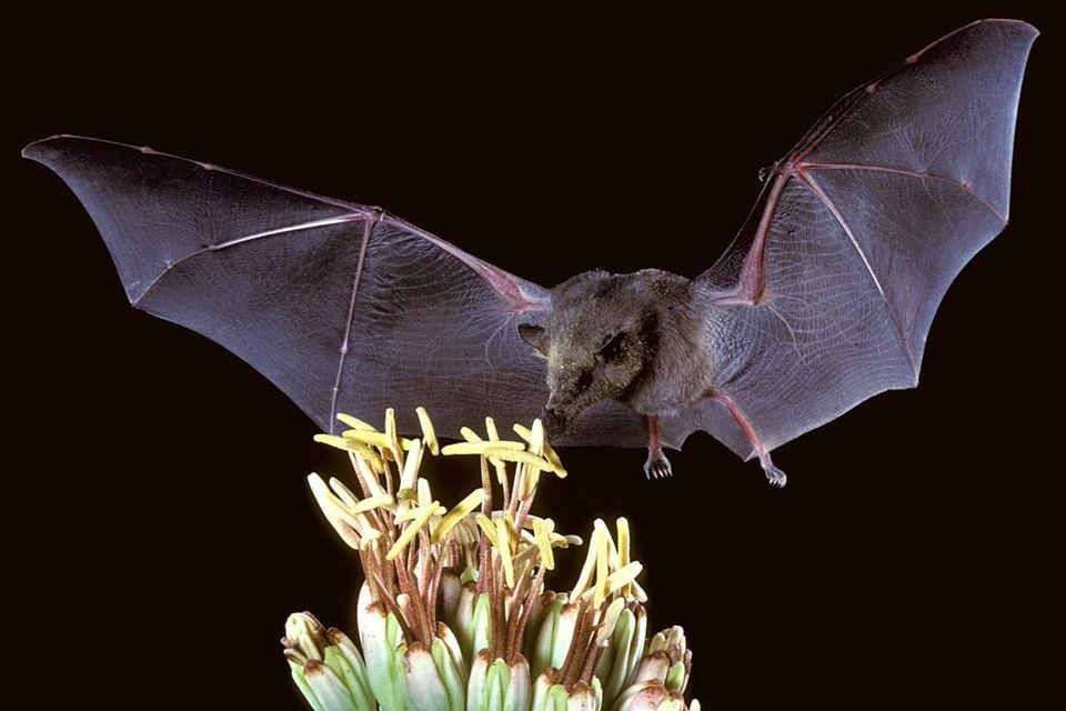 Mexican long-tongued bat hovering at an agave flower cluster with tongue extended toward the blossoms