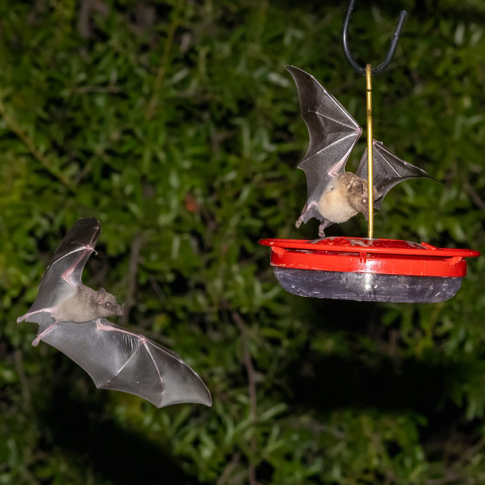 Two Mexican long-tongued bats in flight approaching a backyard nectar feeder at night