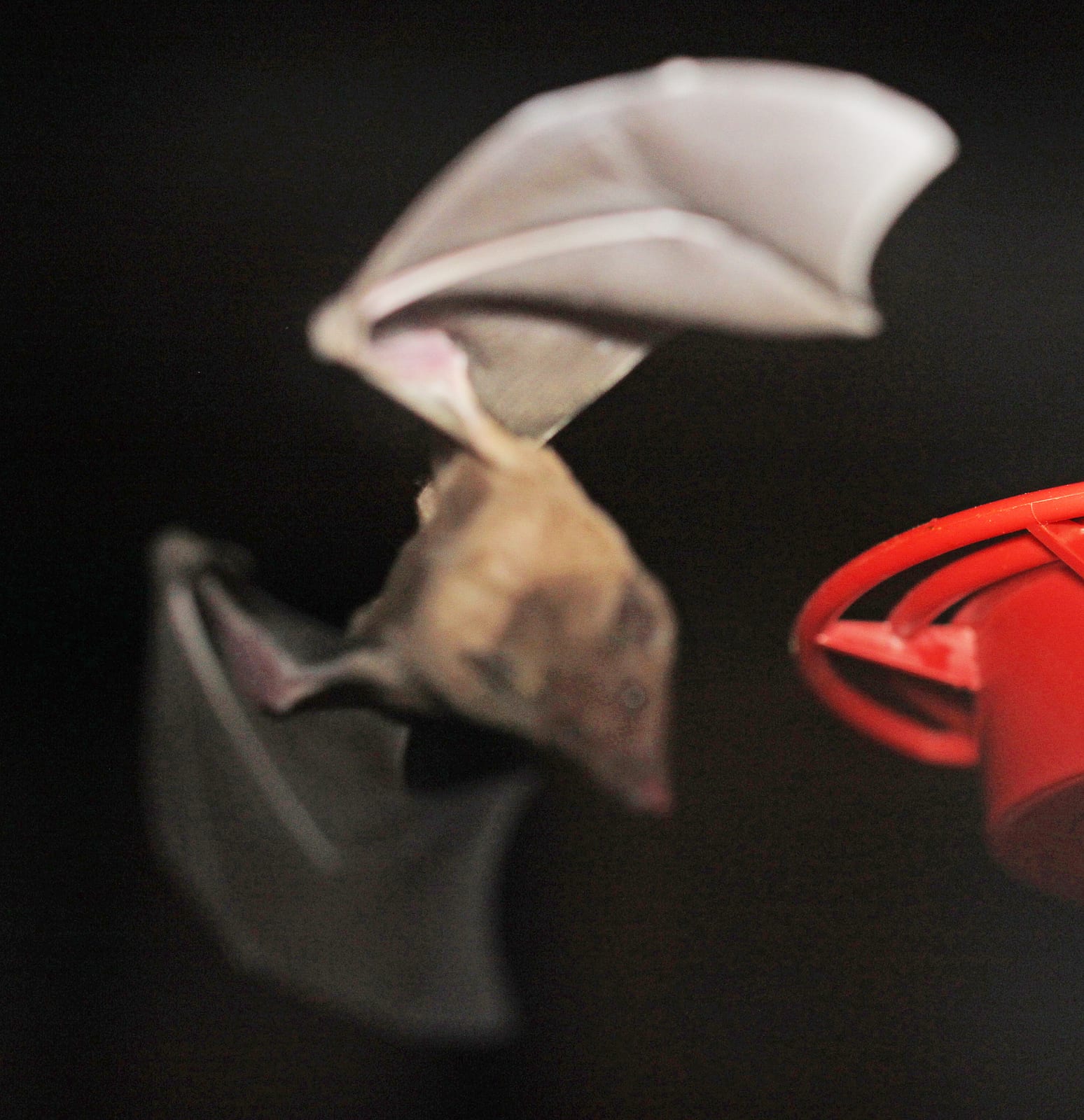 Mexican long-tongued bat with wings fully spread while feeding at a hummingbird feeder