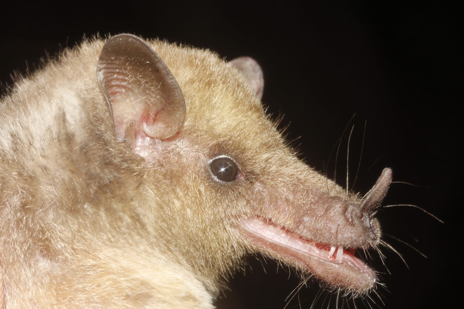 Close profile of a Mexican long-tongued bat showing its elongated muzzle and small ears