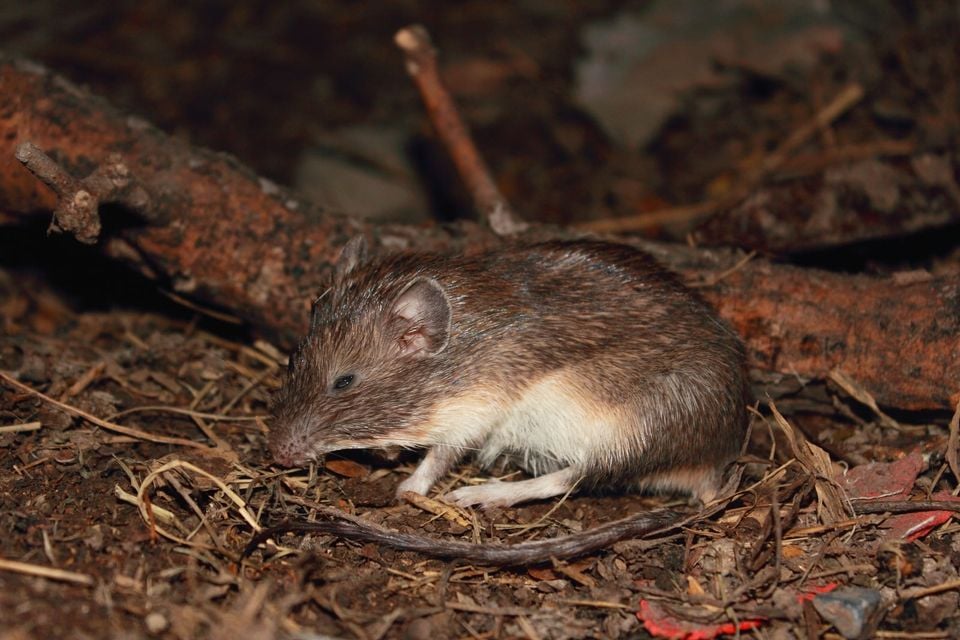 Heteromys irroratus texensis