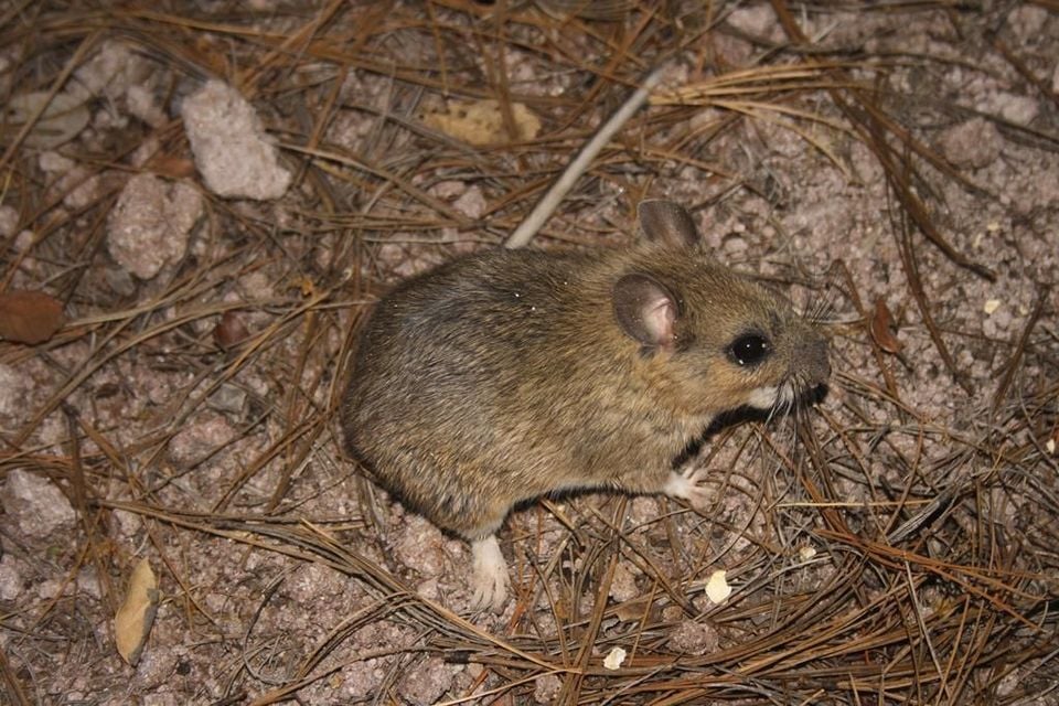 Mexican woodrat on a bed of pine needles, showing its gray-brown coat and large rounded ears