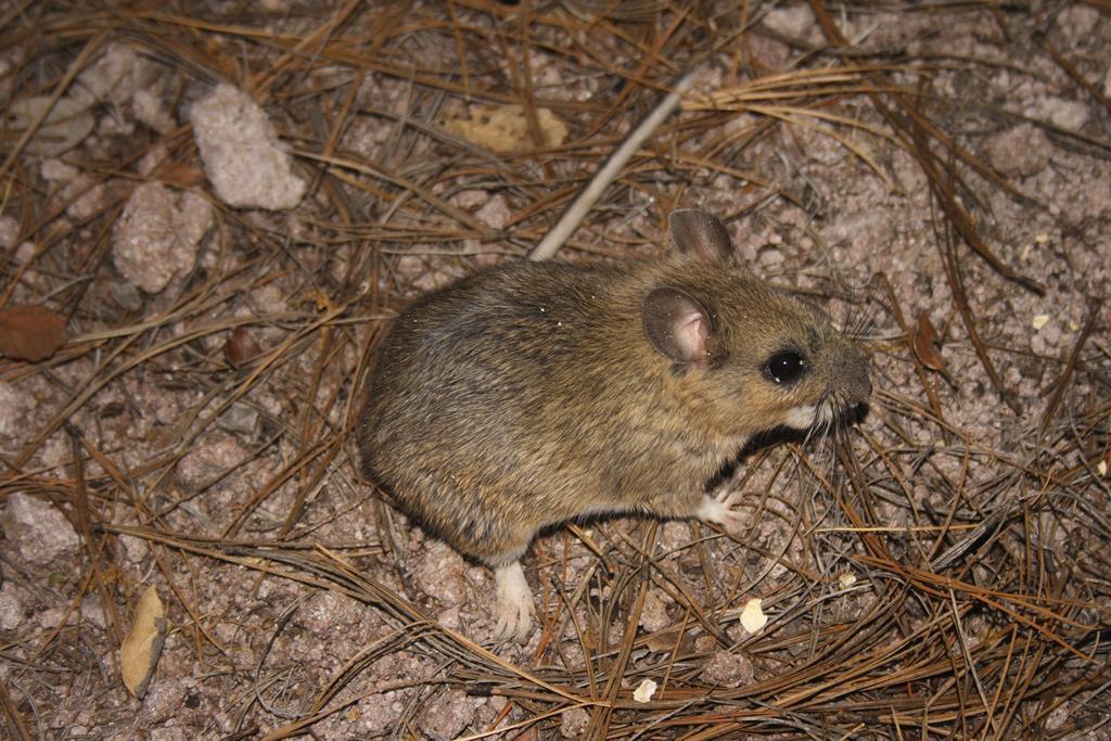Mexican woodrat on a bed of pine needles, showing its gray-brown coat and large rounded ears