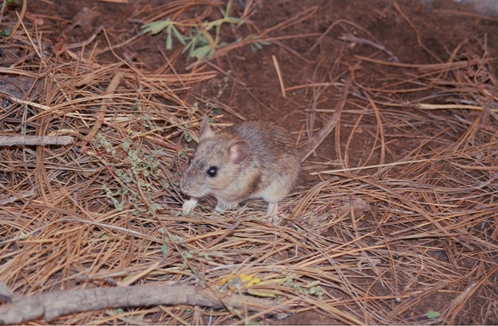 Live Mexican woodrat standing on pine needles at night