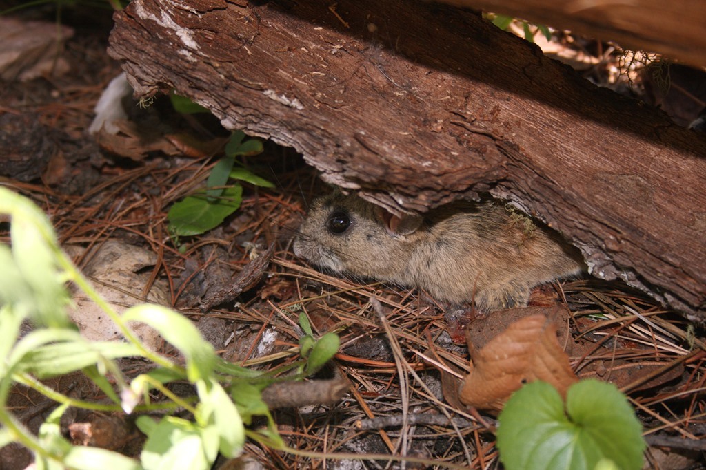 Mexican woodrat peering out from beneath a fallen log