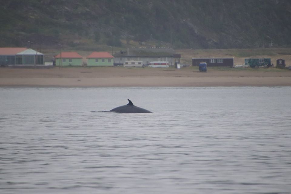 Common minke whale (Balaenoptera acutorostrata). Teriberka