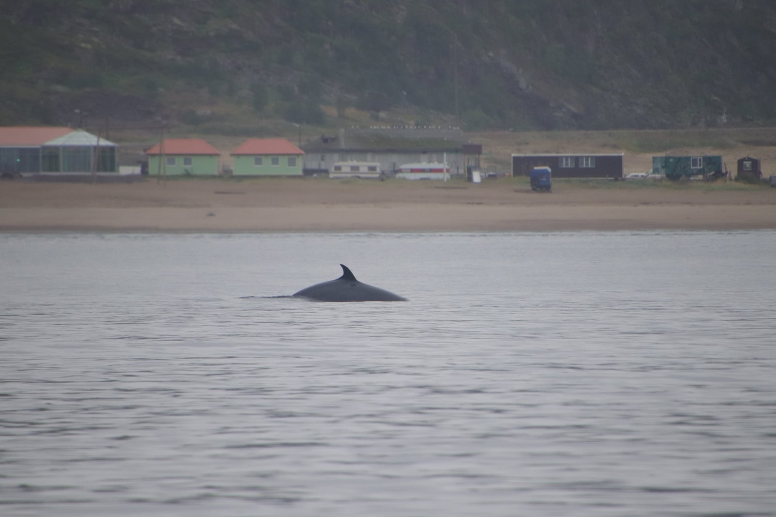 Common minke whale (Balaenoptera acutorostrata). Teriberka