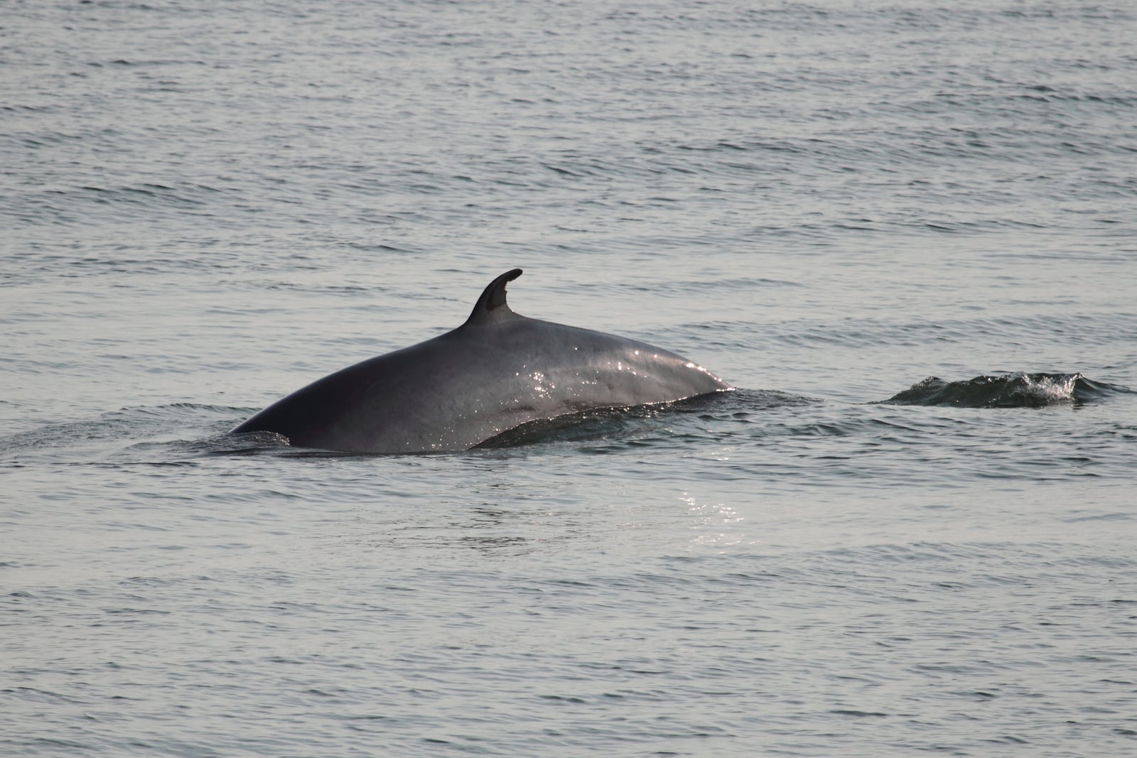 Balaenoptera acutorostrata Saint-Laurent 02