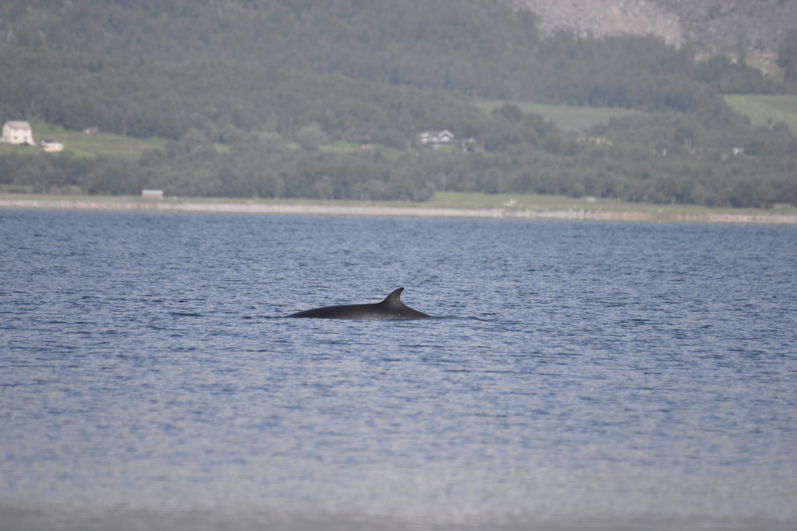 Common Minke Whale (Balaenoptera acutorostrata)