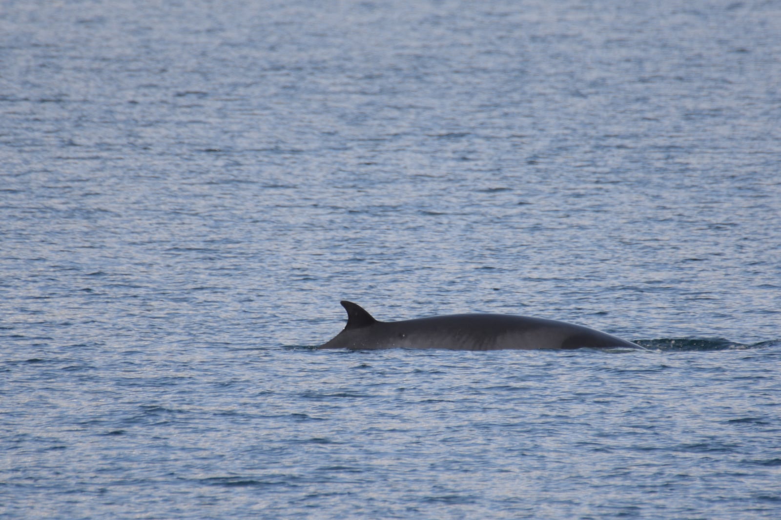 Common Minke Whale (Balaenoptera acutorostrata)