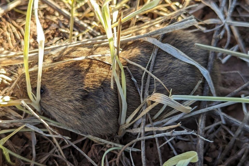 Mogollon Vole (Microtus mogollonensis)