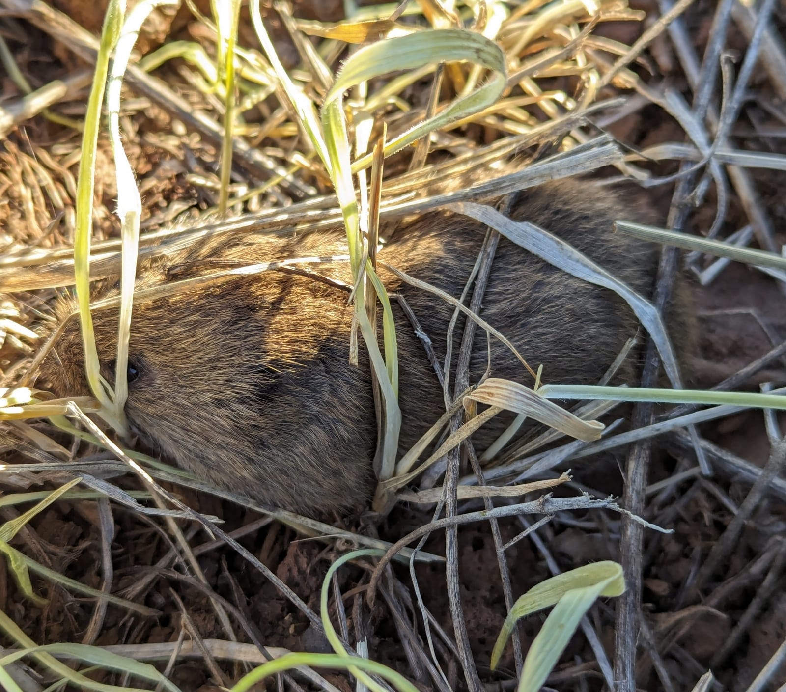 Mogollon Vole (Microtus mogollonensis)