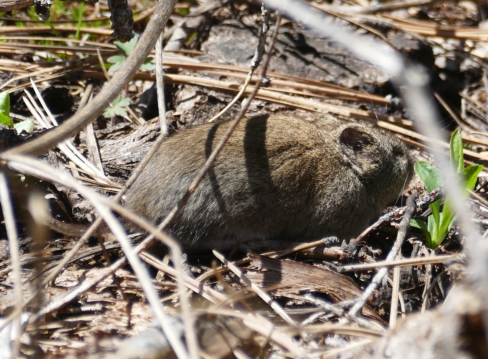 Mogollon Vole (Microtus mogollonensis)