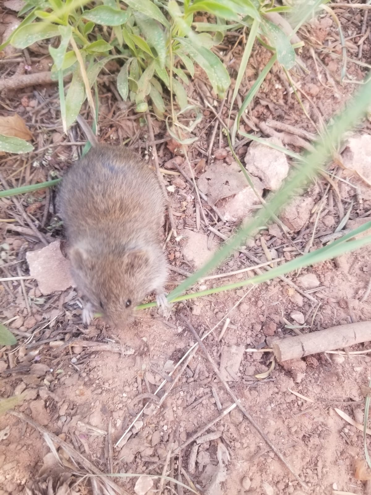 Mogollon Vole (Microtus mogollonensis)