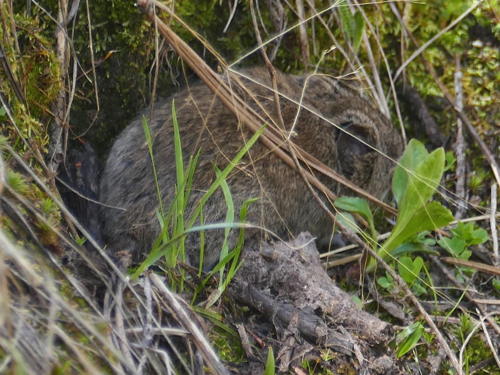 Mogollon Vole (Microtus mogollonensis)