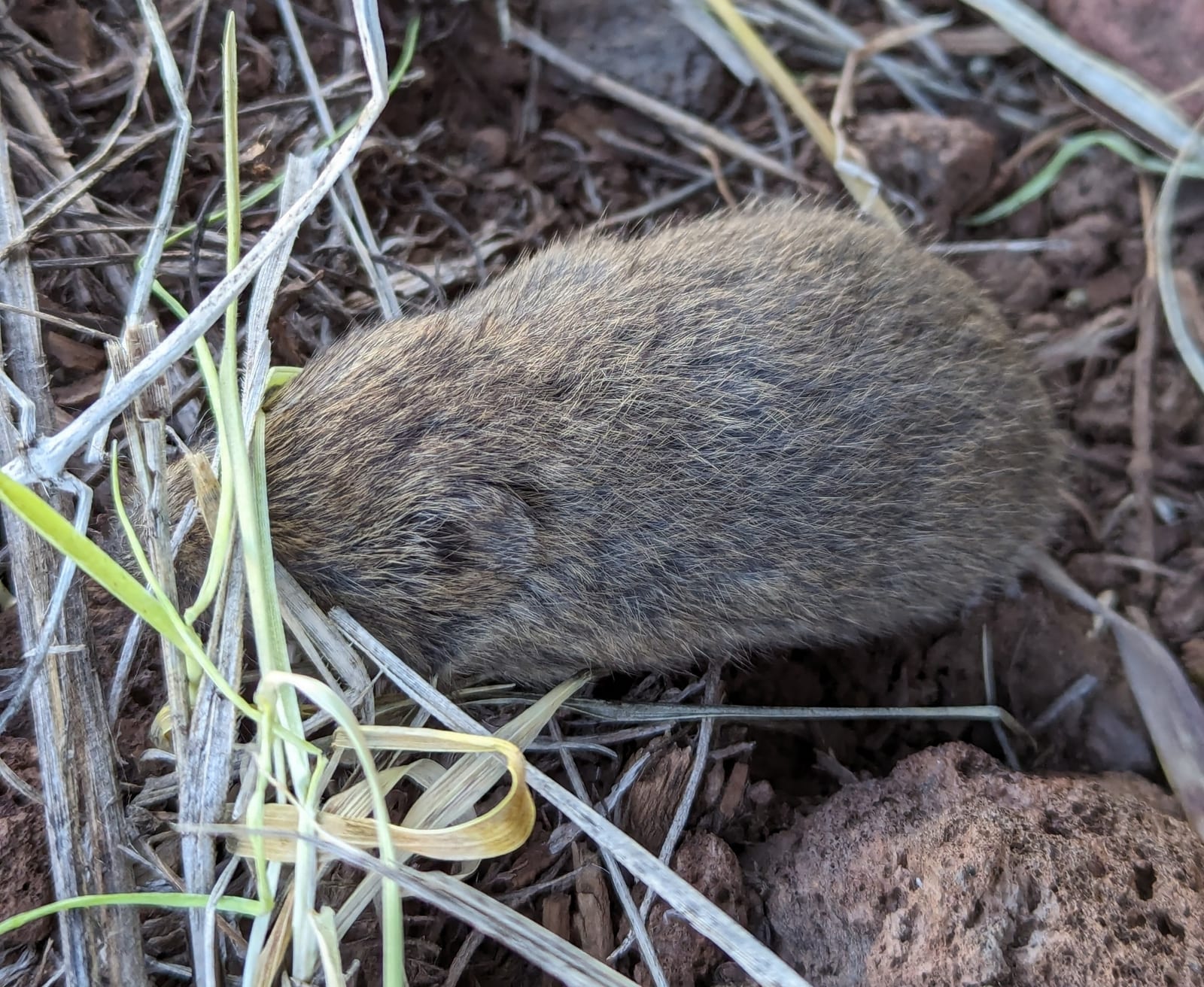 Mogollon Vole (Microtus mogollonensis)