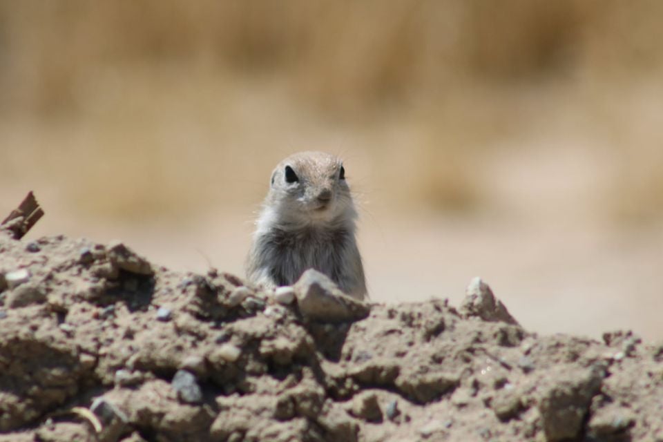 Mohave Ground Squirrel (Xerospermophilus mohavensis)
