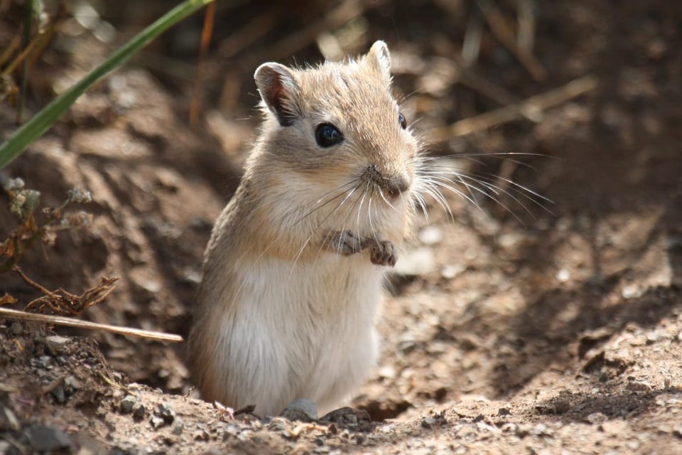 Meriones unguiculatus (wild)
