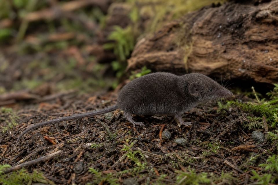 AI-generated image: Montane Shrew in side profile on mossy forest floor. No public-domain photograph of this species exists. This image was generated with AI from verified reference material and reviewed by our editorial team for accuracy
