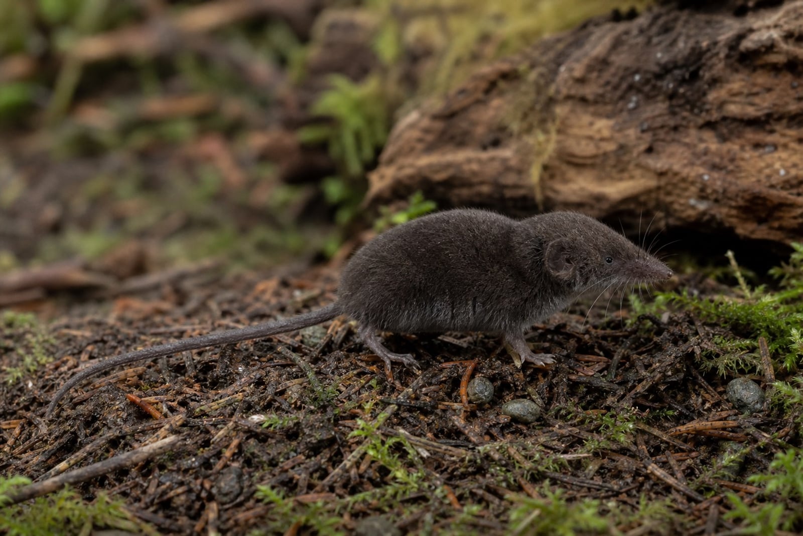 AI-generated image: Montane Shrew in side profile on mossy forest floor. No public-domain photograph of this species exists. This image was generated with AI from verified reference material and reviewed by our editorial team for accuracy