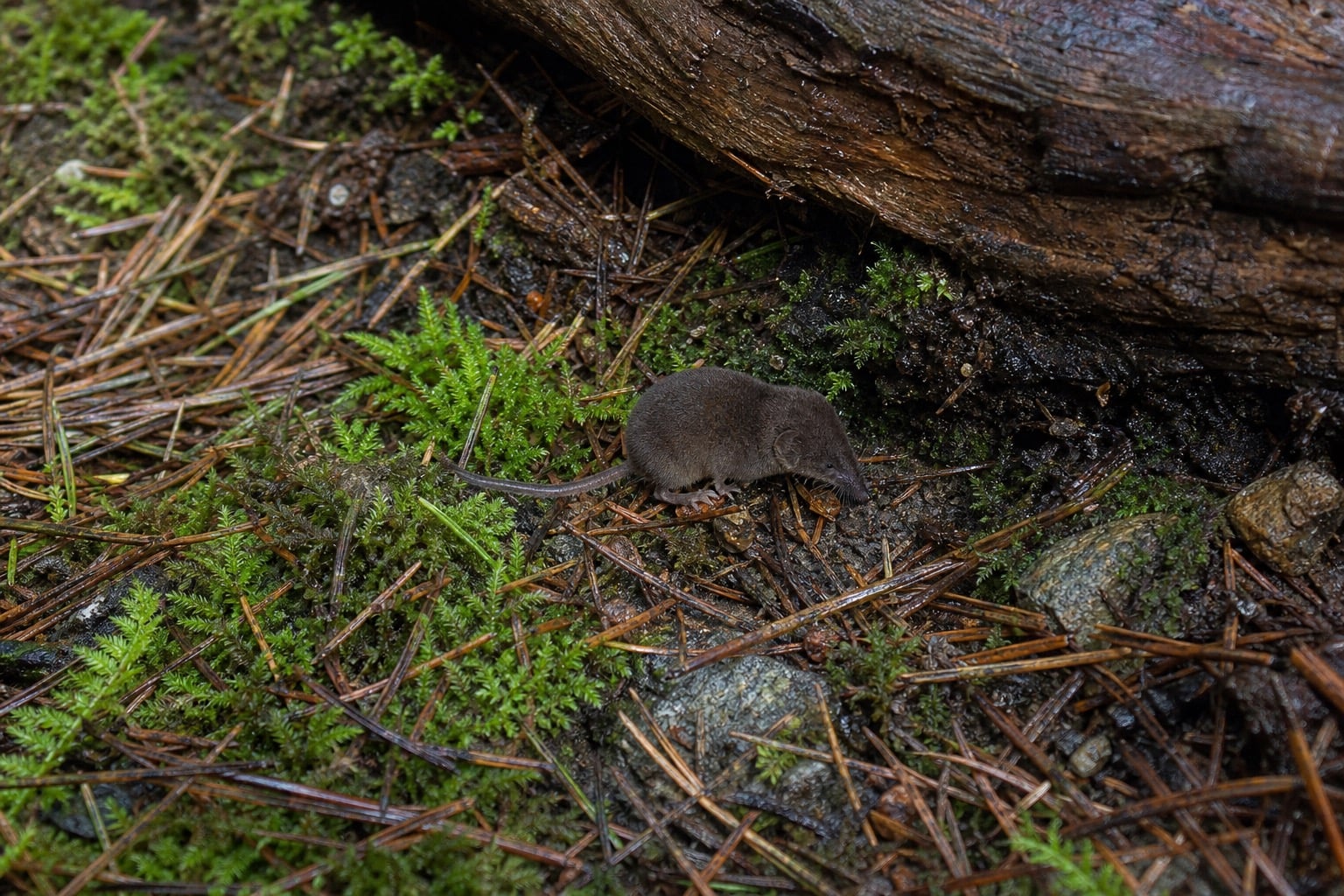 AI-generated image: Montane Shrew beside wet log in mossy conifer litter. No public-domain photograph of this species exists. This image was generated with AI from verified reference material and reviewed by our editorial team for accuracy