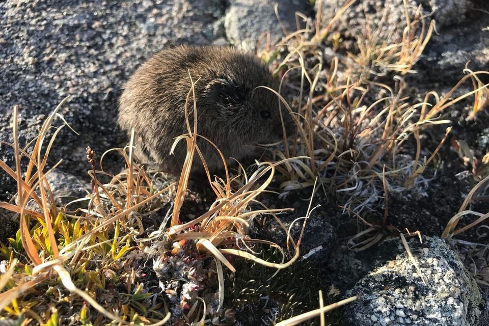 Montane vole peering out from lichen-covered alpine rocks