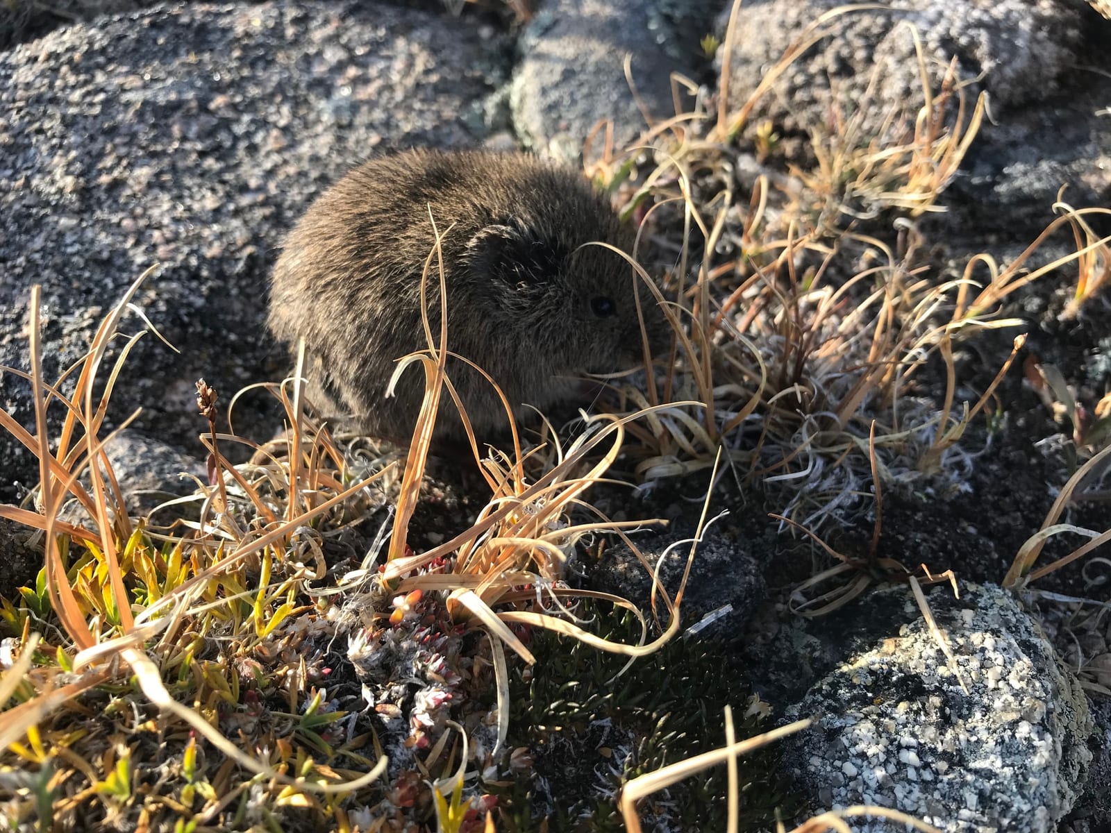 Montane vole peering out from lichen-covered alpine rocks