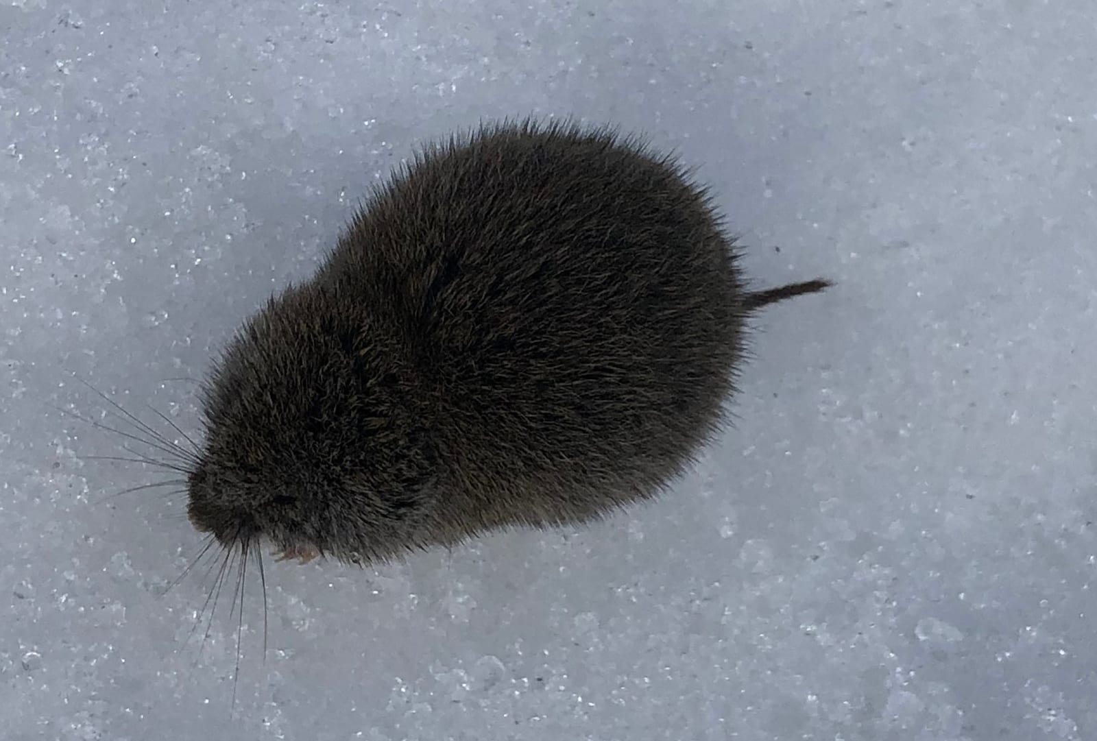 Montane vole foraging on snow with its tail and whiskers visible