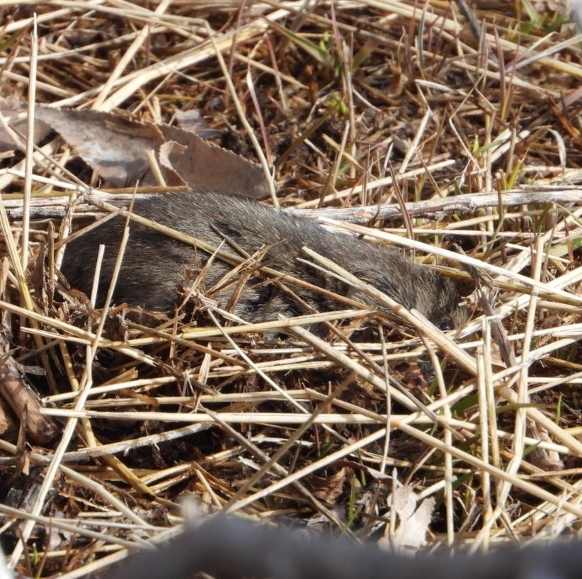 Montane vole partly hidden in dry meadow grass