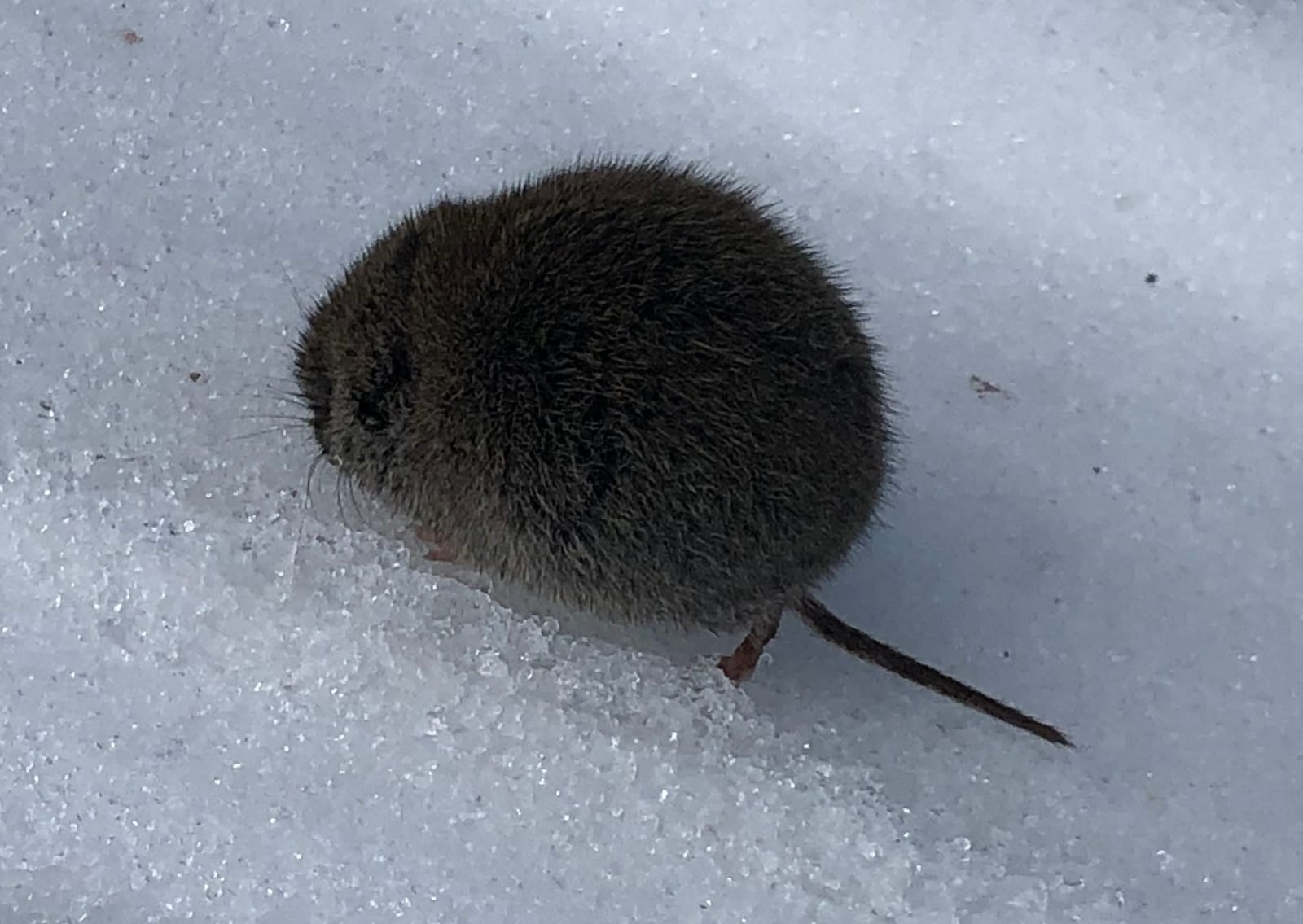 Montane vole on snow showing its short, sparsely furred tail