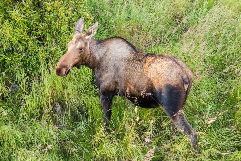 Cow moose standing in a marshy Alaska wetland