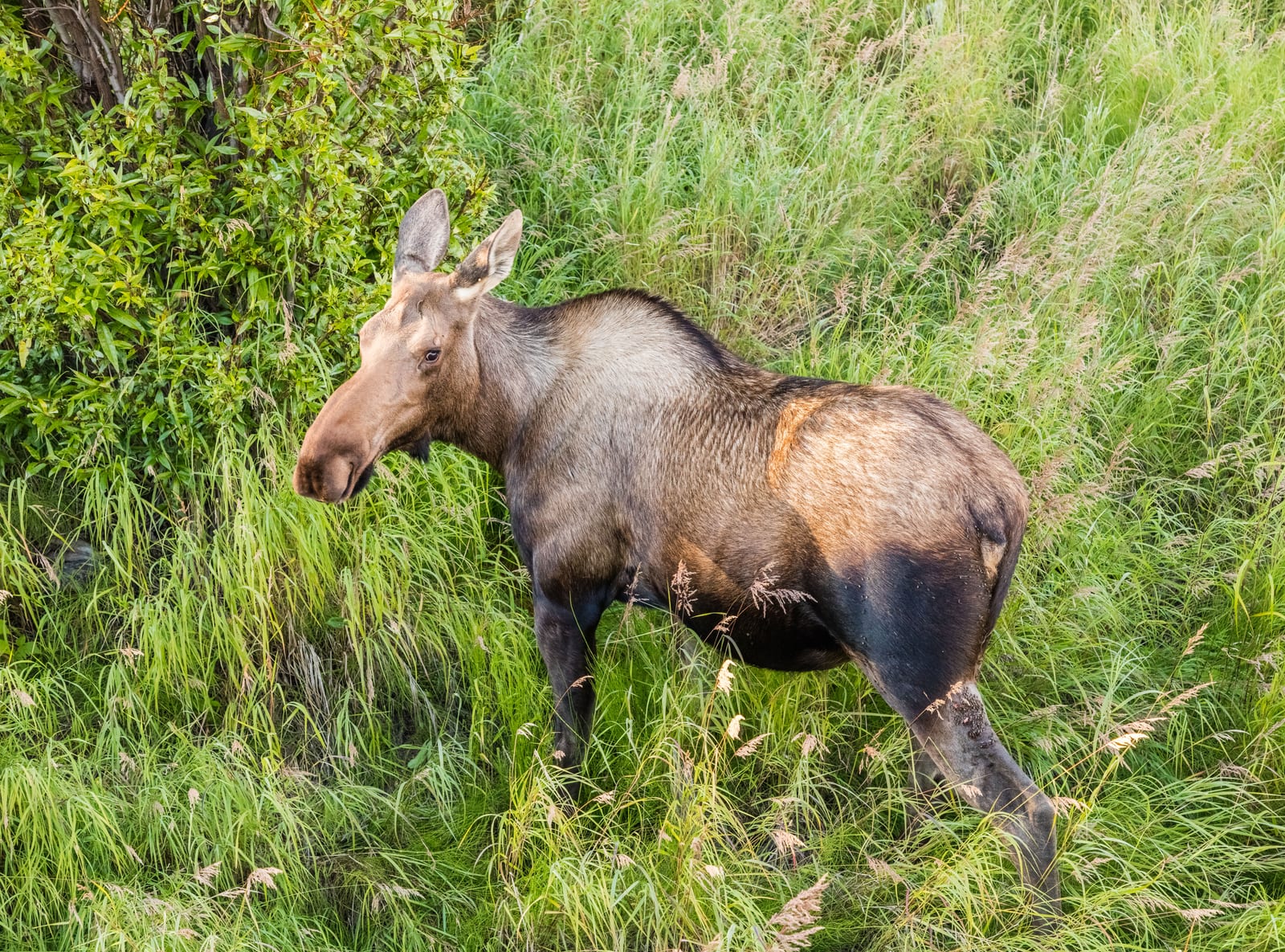 Cow moose standing in a marshy Alaska wetland