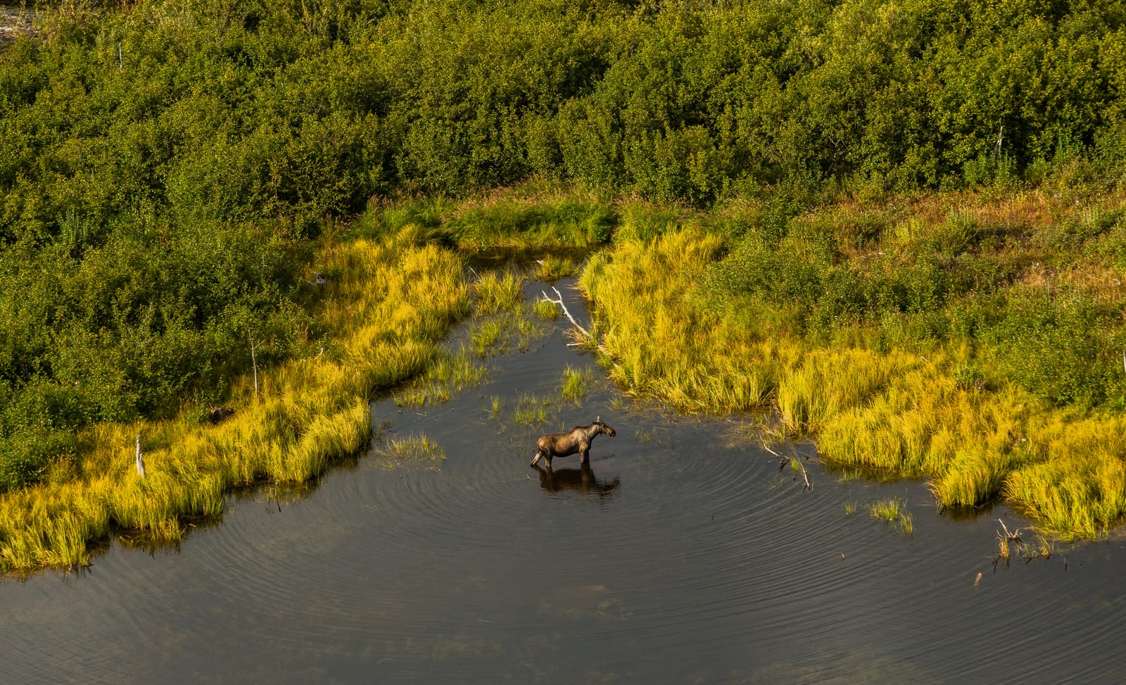 Moose wading through a broad Alaska wetland