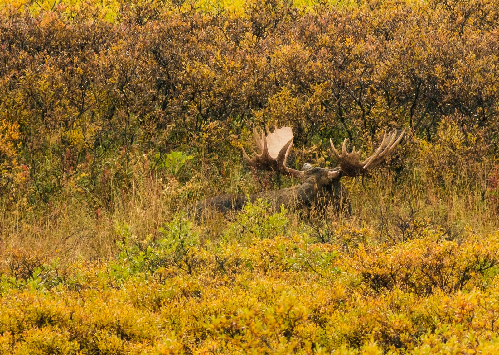 Bull moose bedded in autumn willow thickets